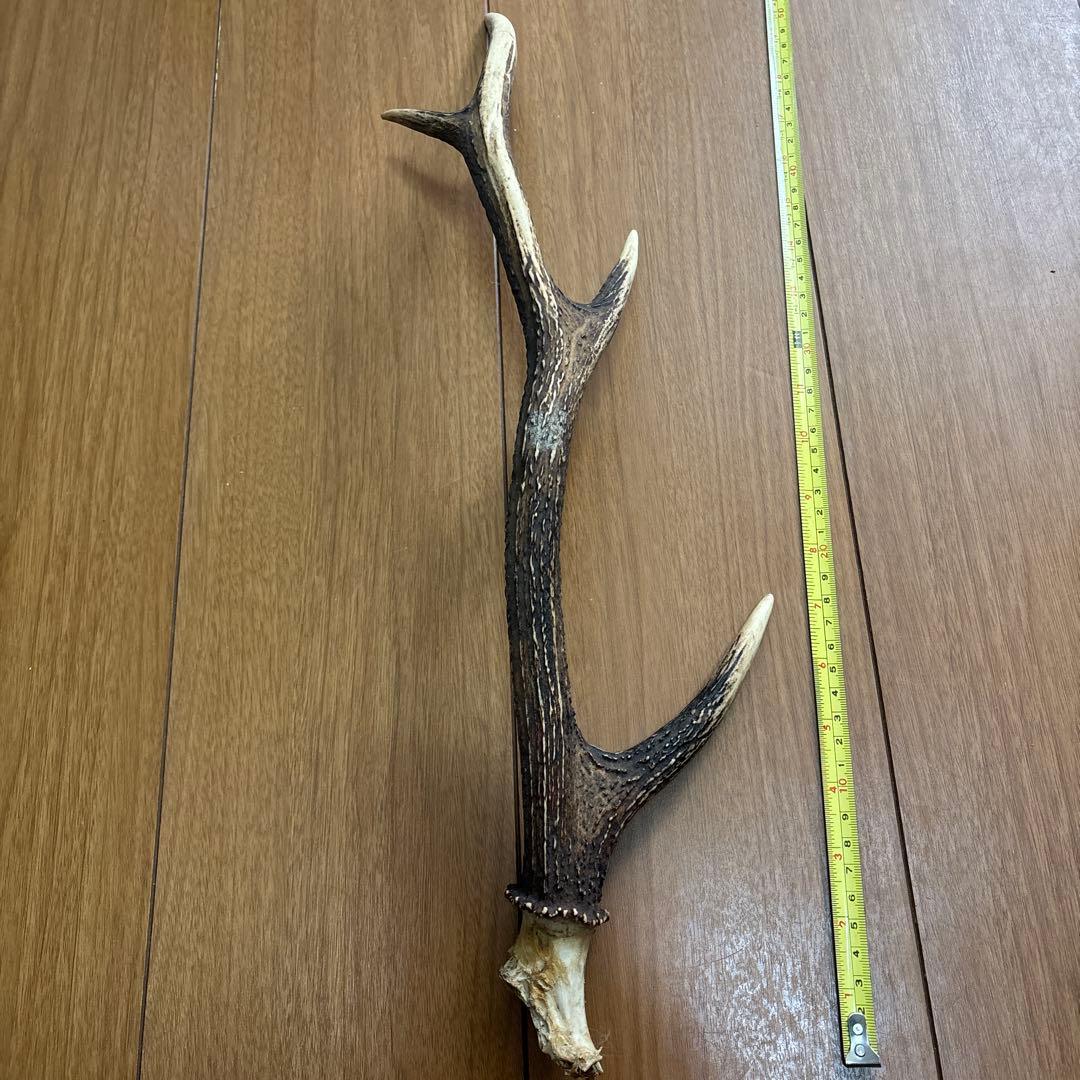 日本鹿　つの　一対