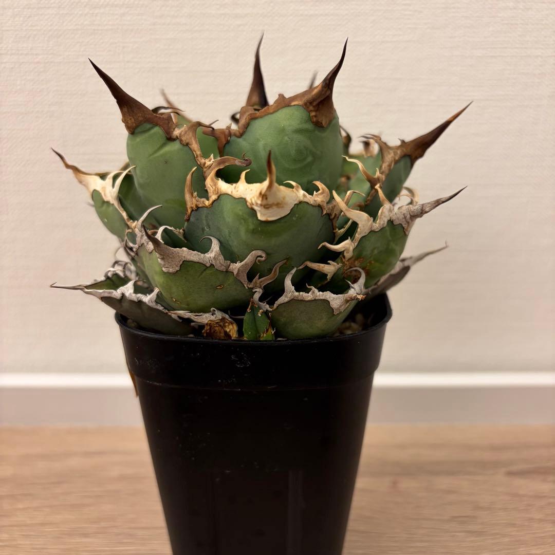 アガベ　スーパーシーザー　発根済み　鉢ごと　子株付き