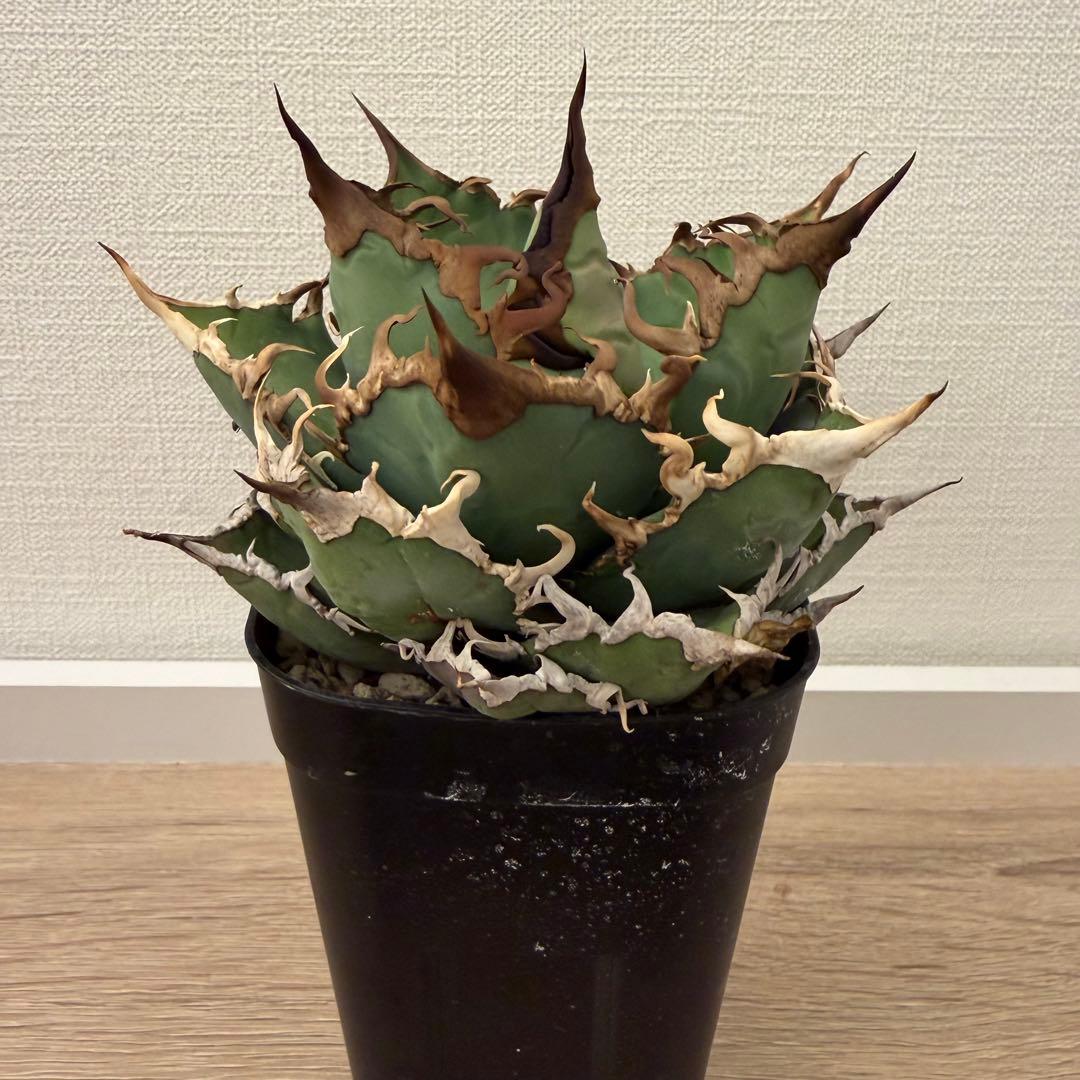 アガベ　スーパーシーザー　発根済み　鉢ごと　子株付き