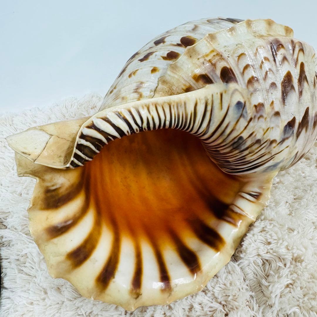 24時間以内発送 法螺貝 ほら貝 約37cm インテリア 西海岸