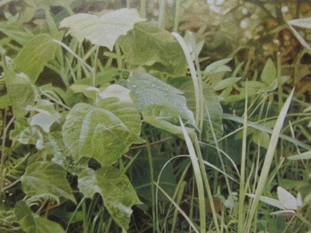 川村悦子、【秋雨】、希少な限定額装用画集画、新品高級額 額装付、状態良好