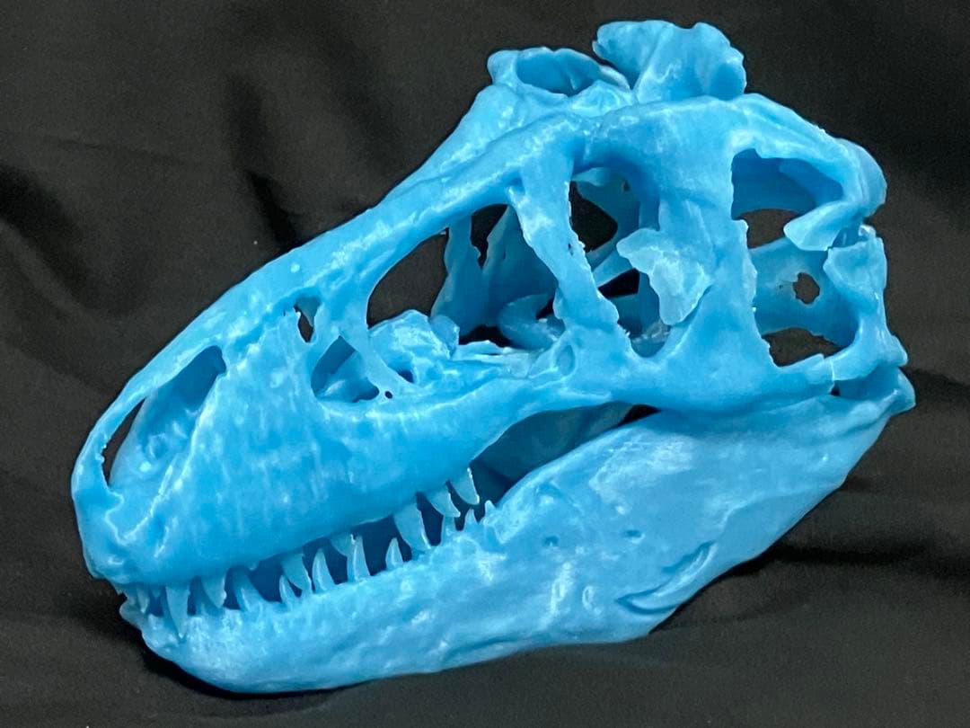 ティラノサウルス　頭骨レプリカセット