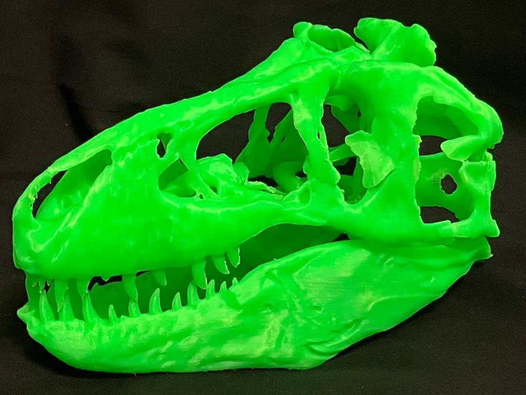 ティラノサウルス　頭骨レプリカセット