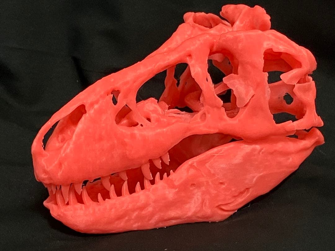 ティラノサウルス　頭骨レプリカセット