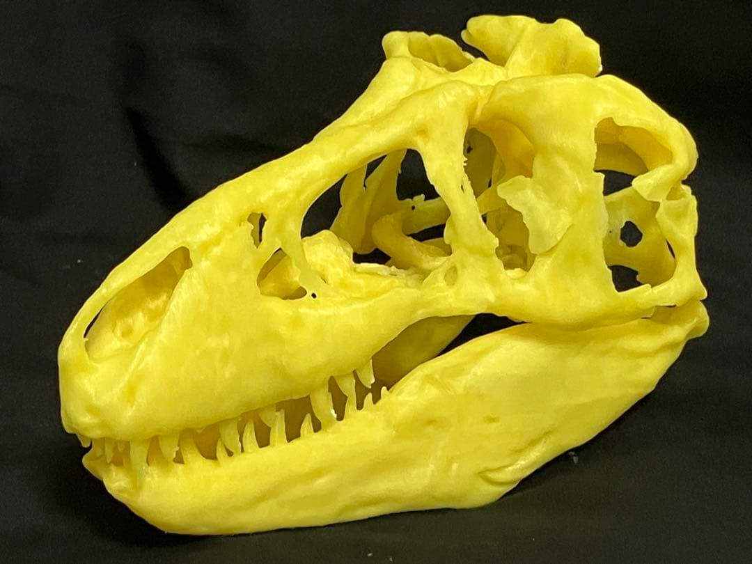 ティラノサウルス　頭骨レプリカセット