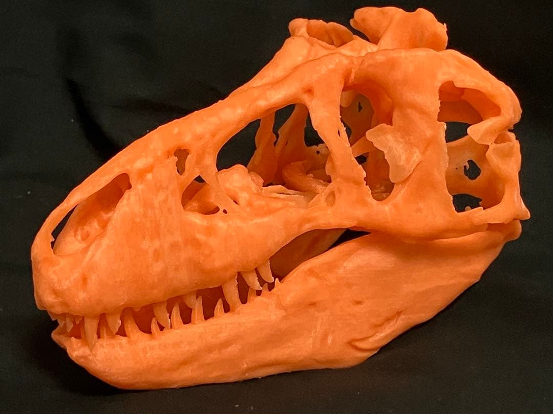 ティラノサウルス　頭骨レプリカセット