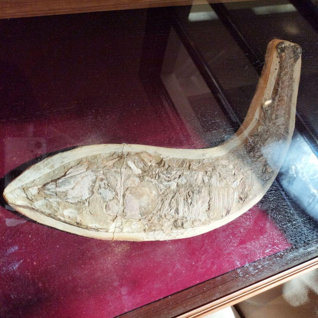 古代魚　魚化石　額　箱付き
