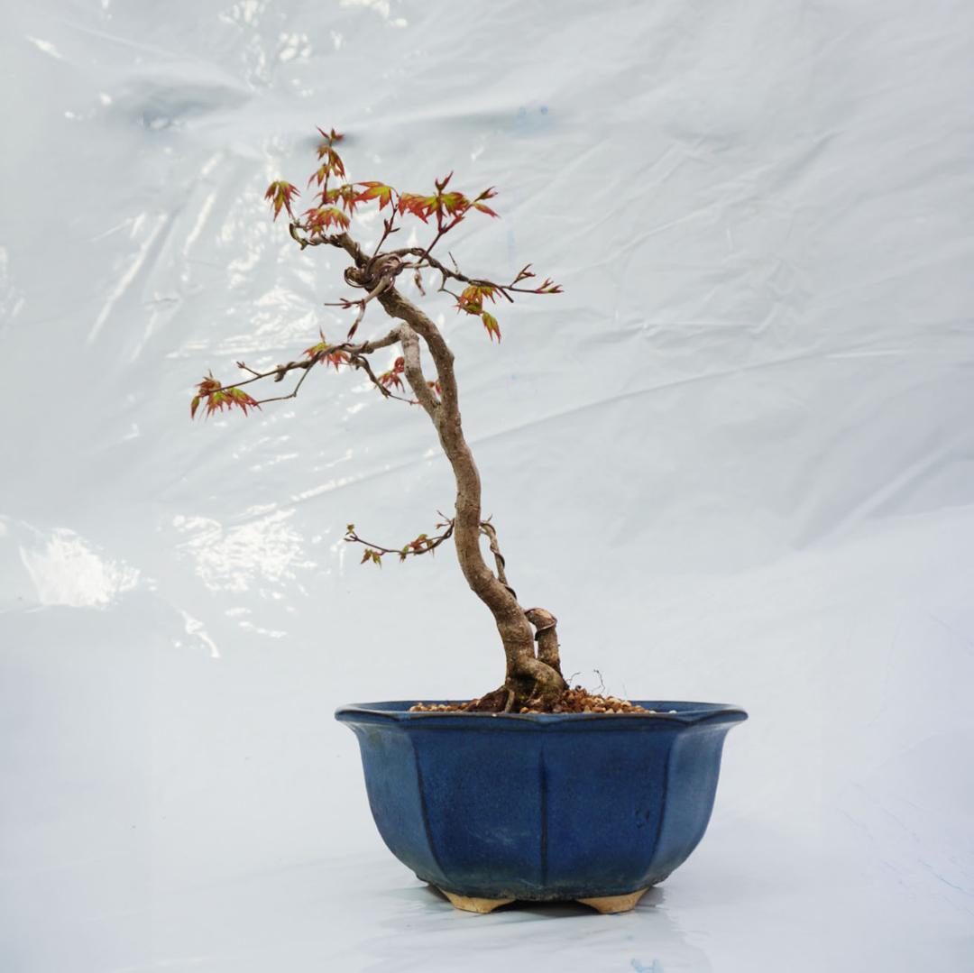 【盆栽】山モミジ 樹高約34cm 鮮やかな新芽 針金整枝済み