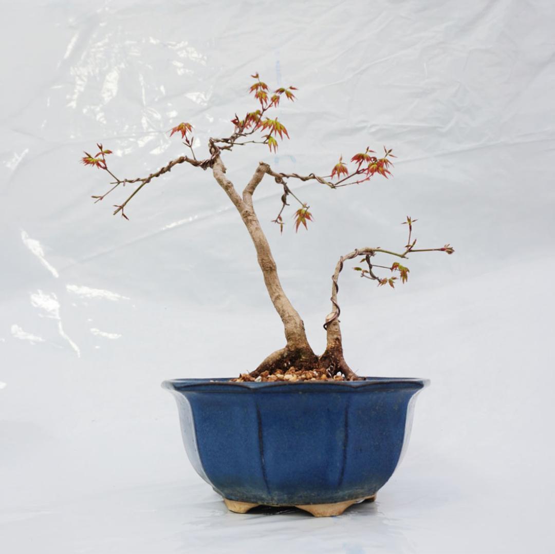 【盆栽】山モミジ 樹高約34cm 鮮やかな新芽 針金整枝済み