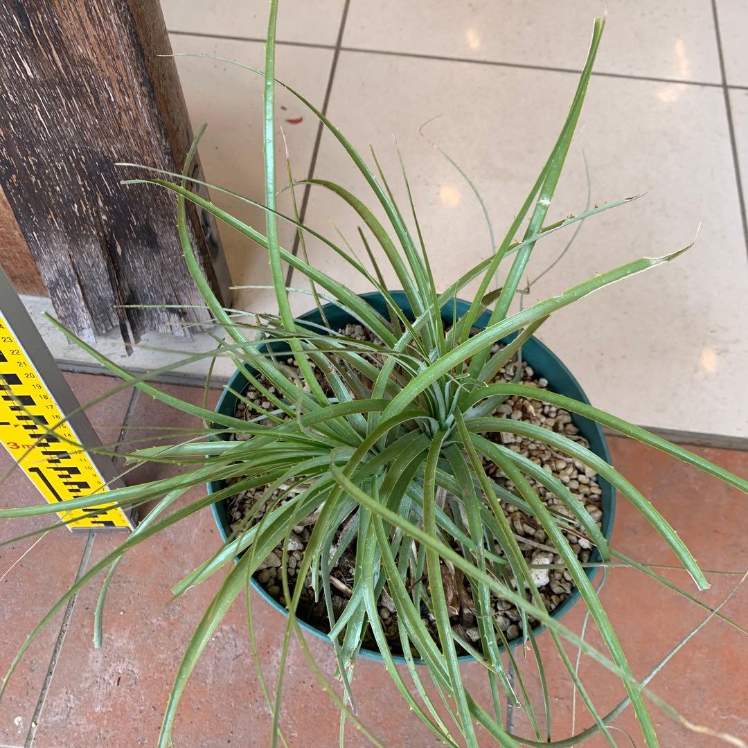 分頭 プヤ セルーレア 3