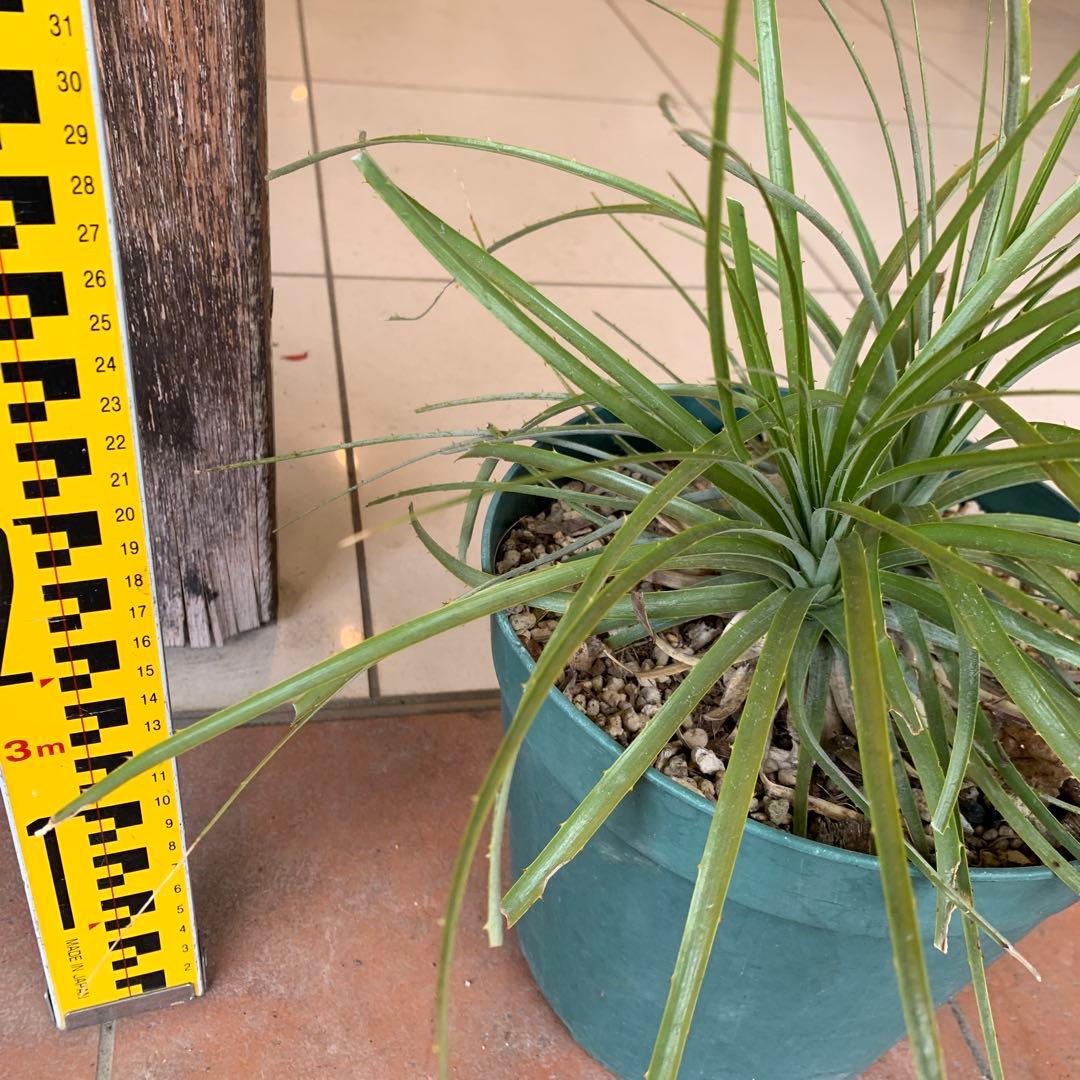 分頭 プヤ セルーレア 3