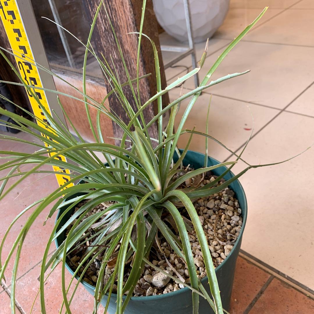 分頭 プヤ セルーレア 3