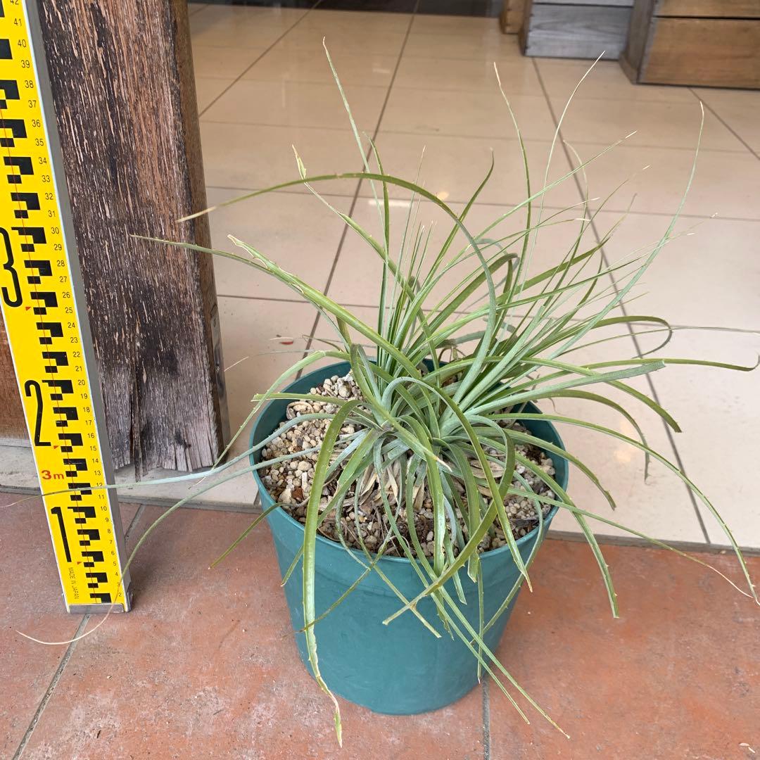 分頭 プヤ セルーレア 3