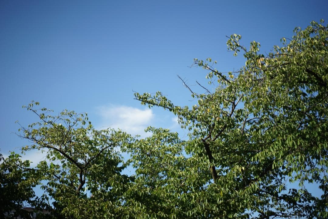 【オールドレンズ】Super Takumar 55mm f1.8 後期