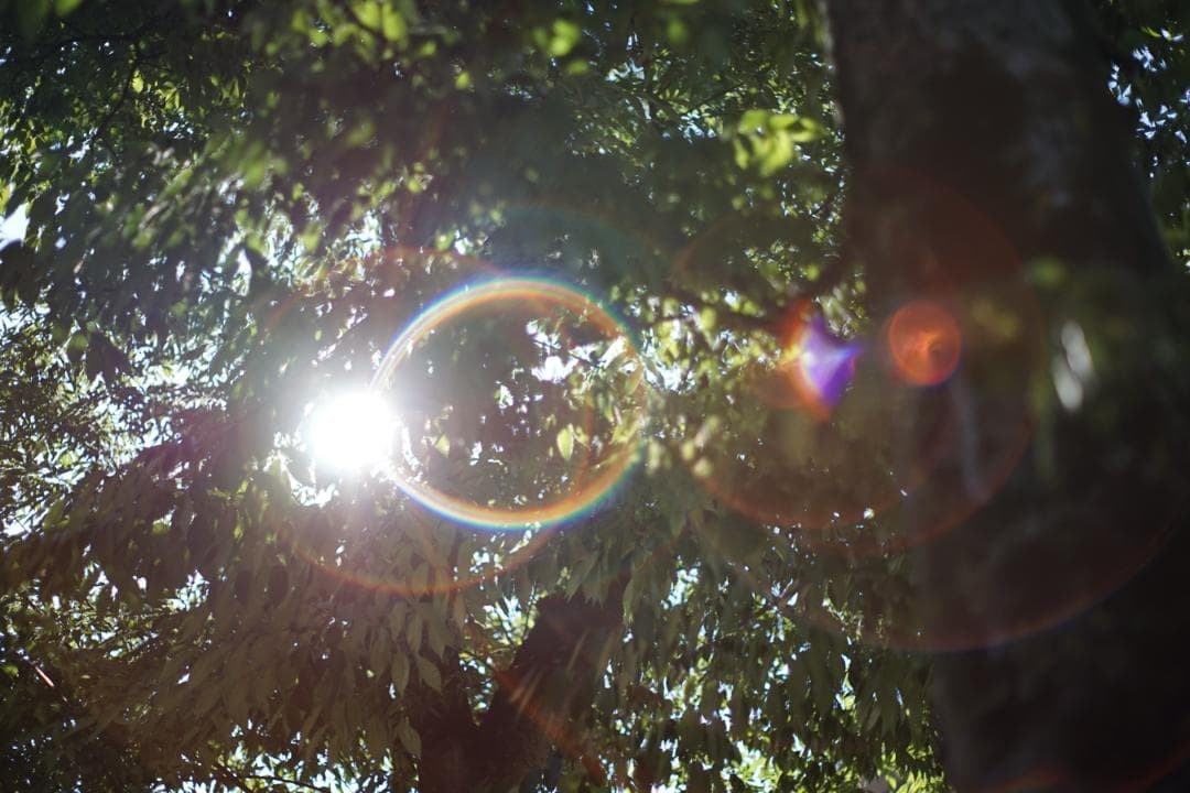 【オールドレンズ】Super Takumar 55mm f1.8 後期