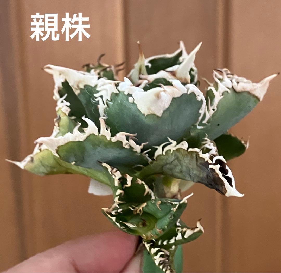 リ*ゴ様 【オークション】匿名配送　2株セット　有望　アガべ　白豪刺　OC【親株