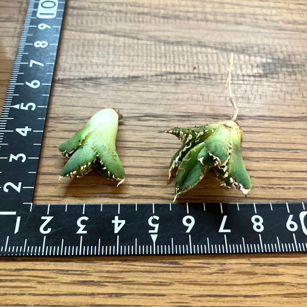 リ*ゴ様 【オークション】匿名配送　2株セット　有望　アガべ　白豪刺　OC【親株