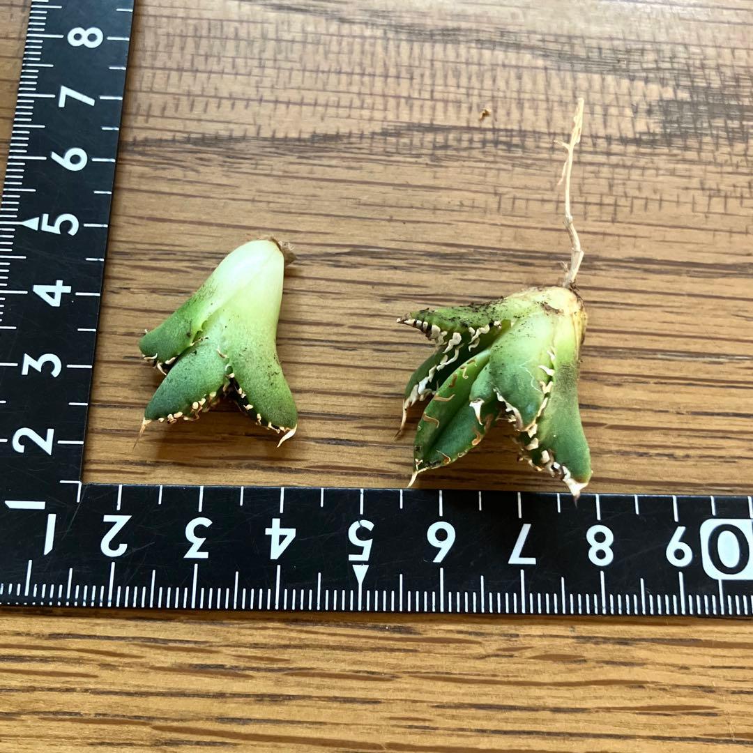 リ*ゴ様 【オークション】匿名配送　2株セット　有望　アガべ　白豪刺　OC【親株