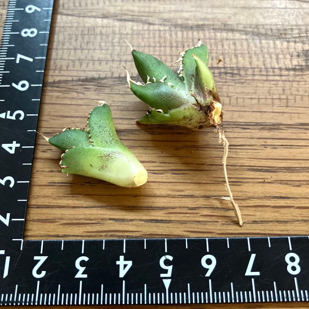 リ*ゴ様 【オークション】匿名配送　2株セット　有望　アガべ　白豪刺　OC【親株