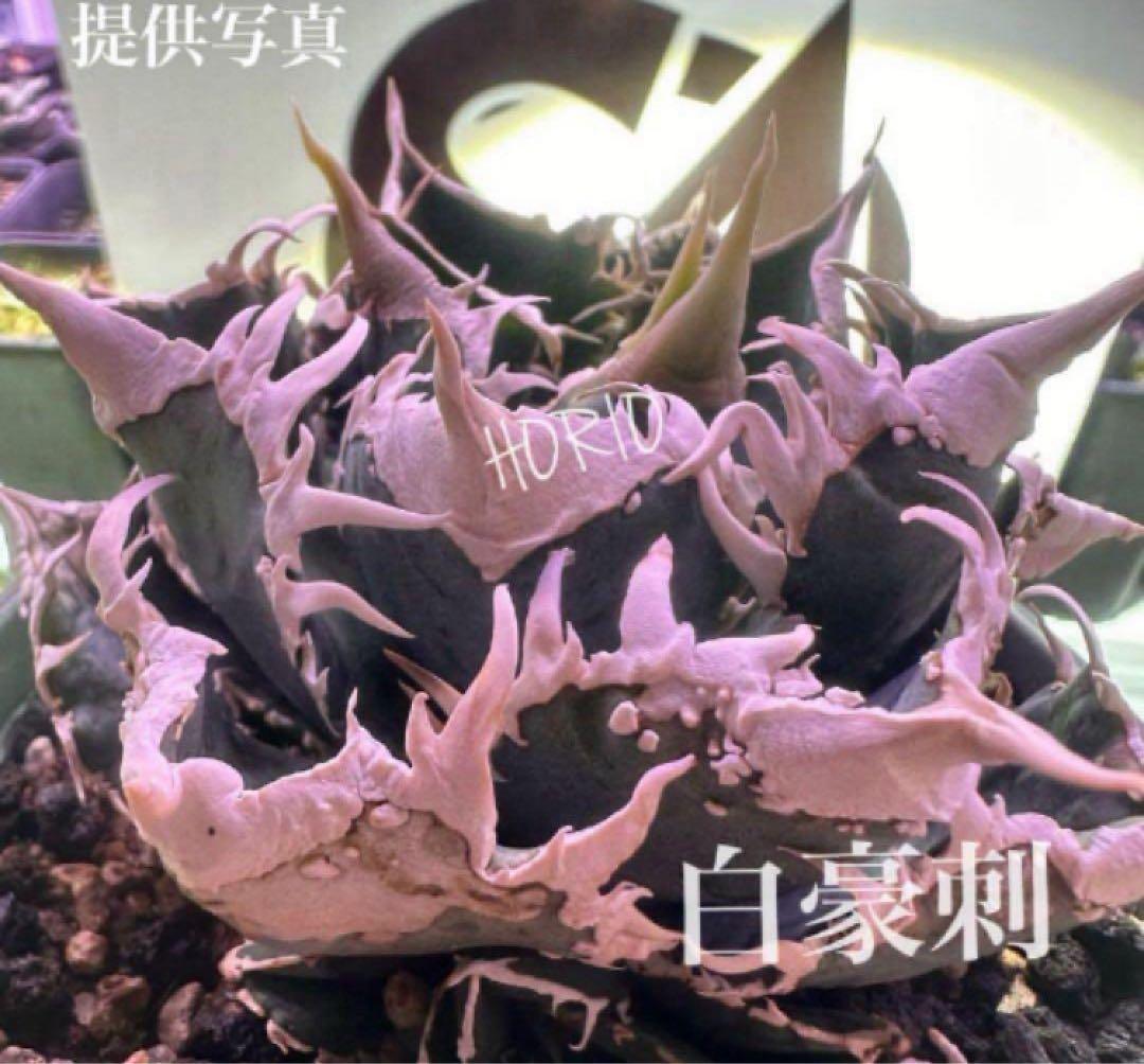 リ*ゴ様 【オークション】匿名配送　2株セット　有望　アガべ　白豪刺　OC【親株