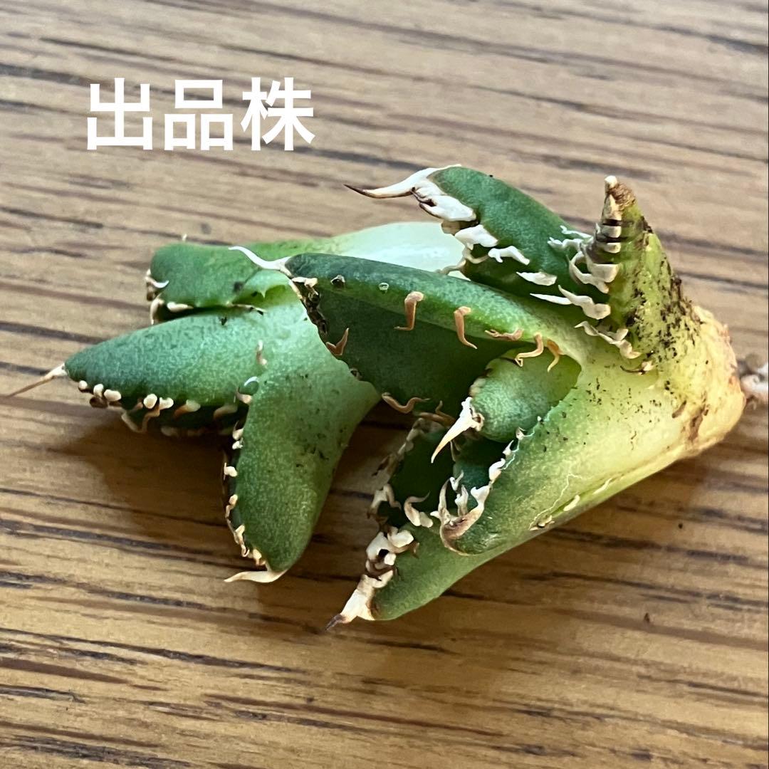 リ*ゴ様 【オークション】匿名配送　2株セット　有望　アガべ　白豪刺　OC【親株