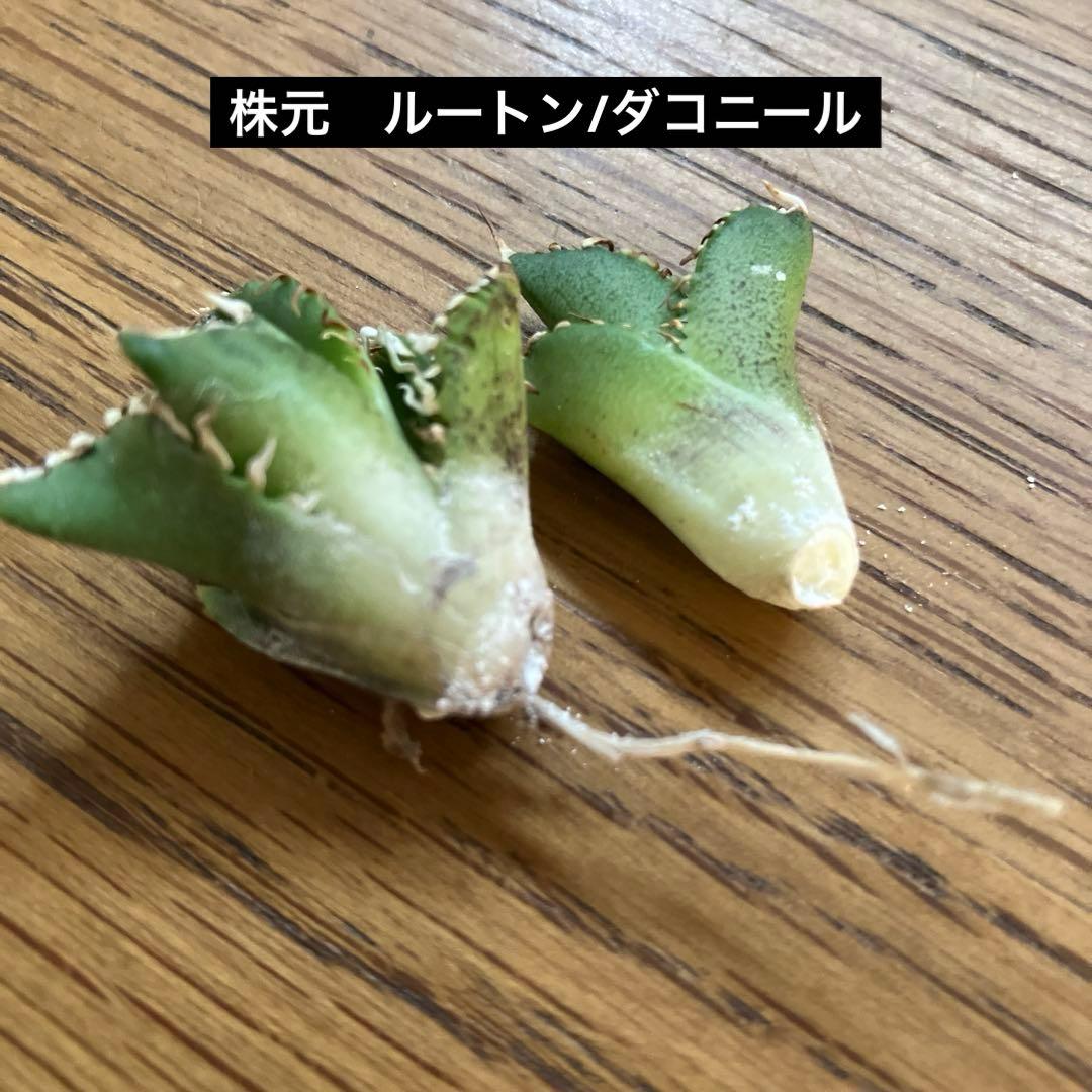 リ*ゴ様 【オークション】匿名配送　2株セット　有望　アガべ　白豪刺　OC【親株