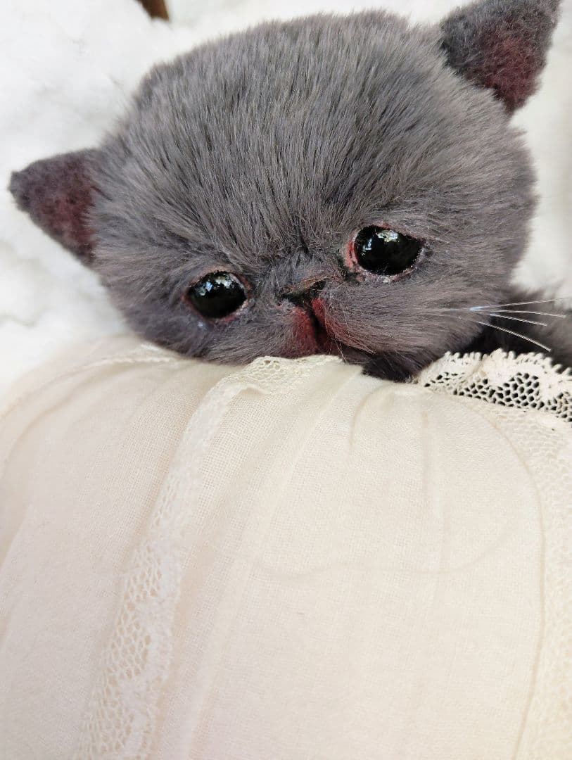 ミントグリーン様御予約❤️くりくりオメメ♡生後２週間♡子猫の黒豆ちゃん