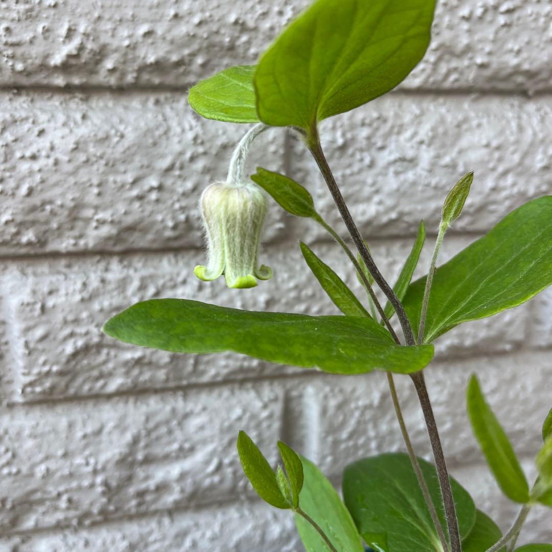 クレマチス　コアクチリス