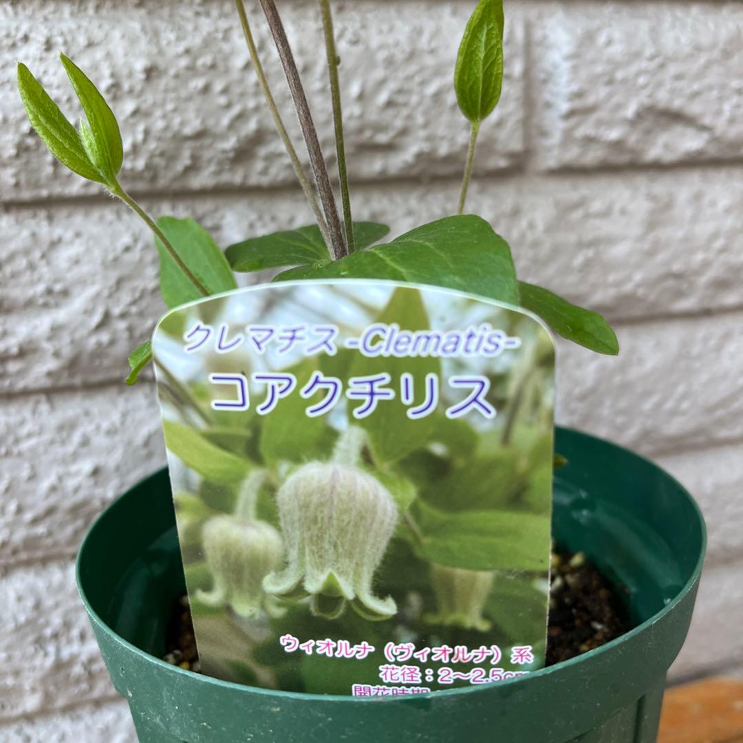 クレマチス　コアクチリス