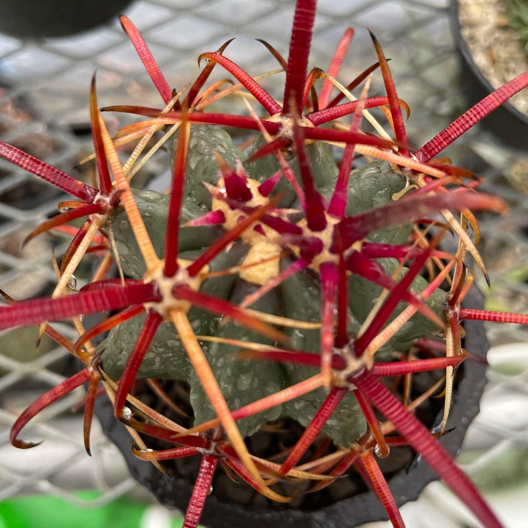 サボテン フェロカクタス グラキリス 神仙玉 陶器鉢