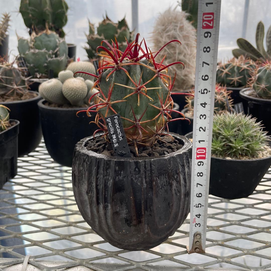 サボテン フェロカクタス グラキリス 神仙玉 陶器鉢