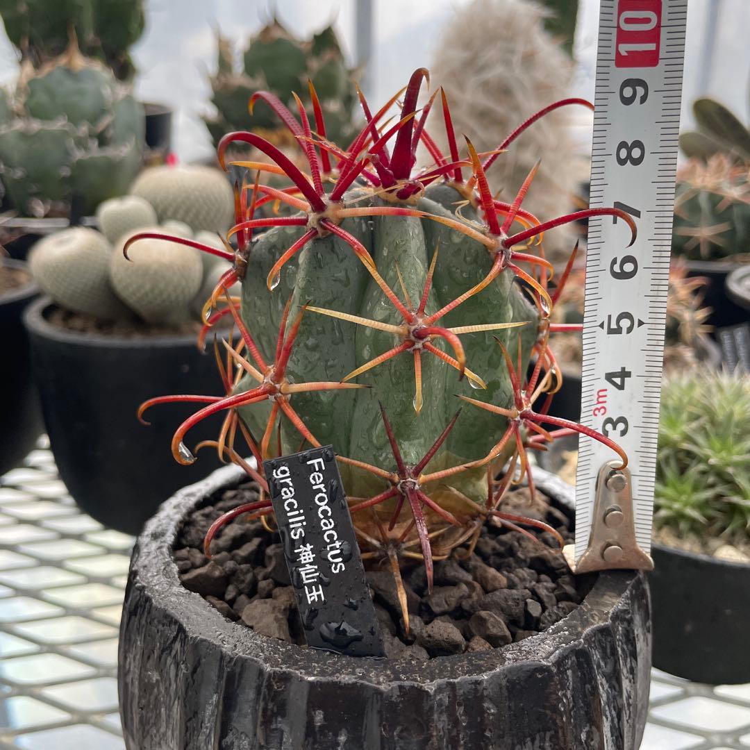 サボテン フェロカクタス グラキリス 神仙玉 陶器鉢