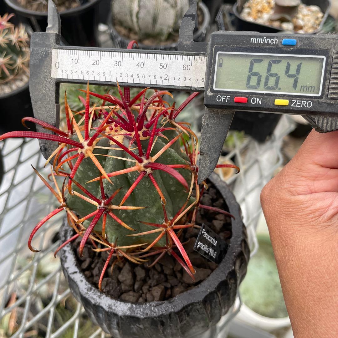 サボテン フェロカクタス グラキリス 神仙玉 陶器鉢