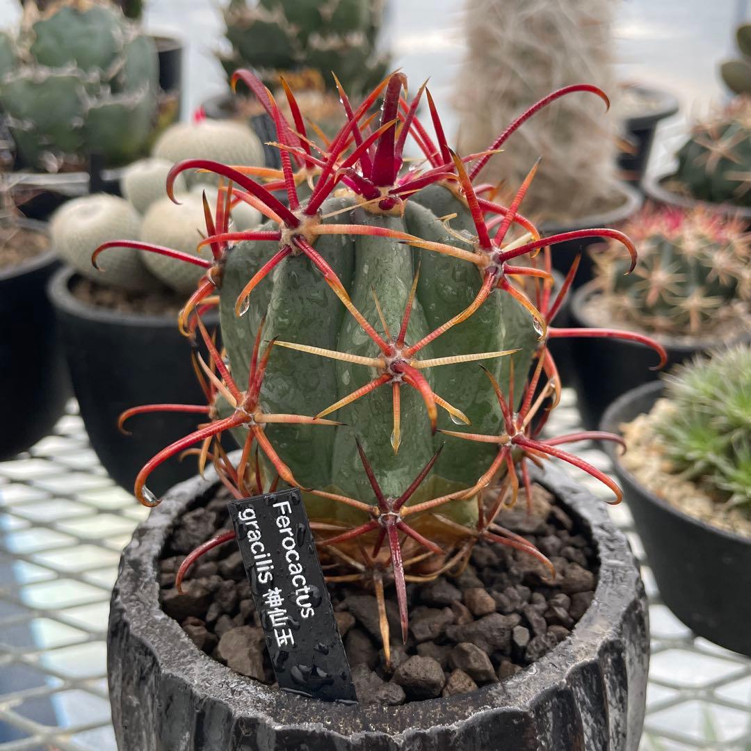 サボテン フェロカクタス グラキリス 神仙玉 陶器鉢