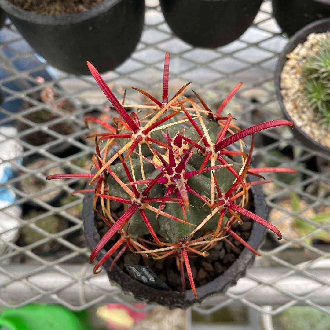 サボテン フェロカクタス グラキリス 神仙玉 陶器鉢