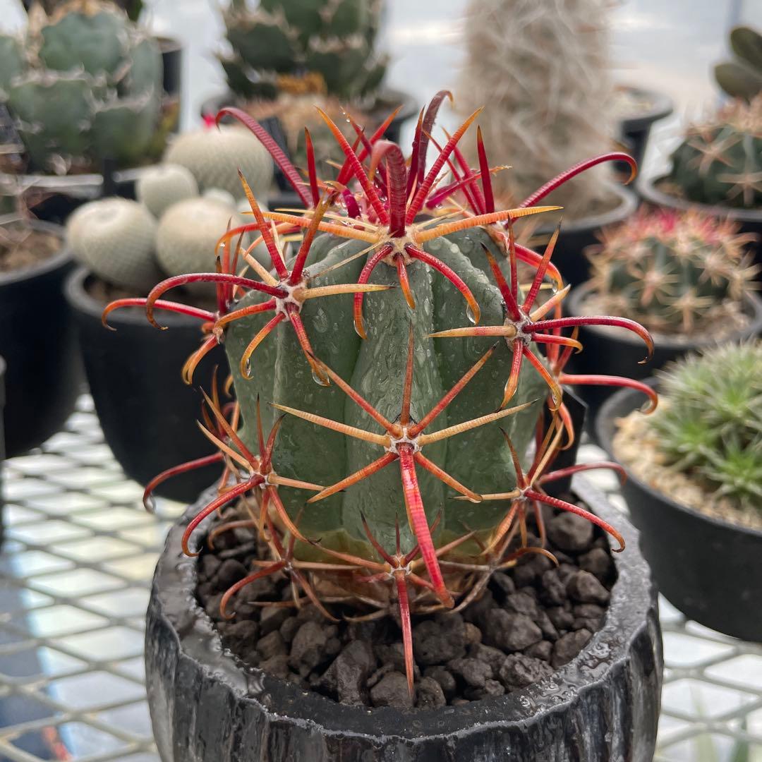 サボテン フェロカクタス グラキリス 神仙玉 陶器鉢