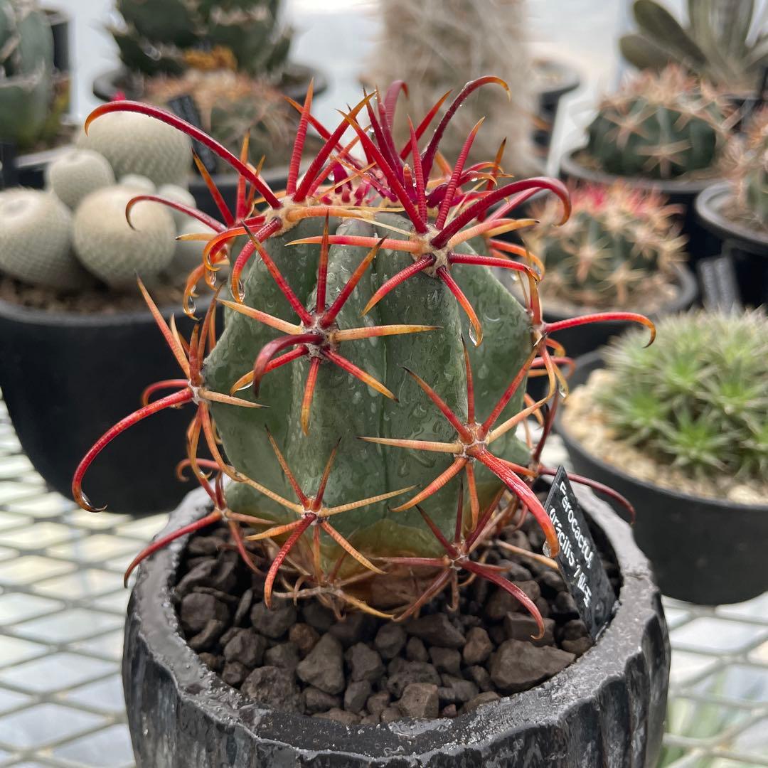 サボテン フェロカクタス グラキリス 神仙玉 陶器鉢