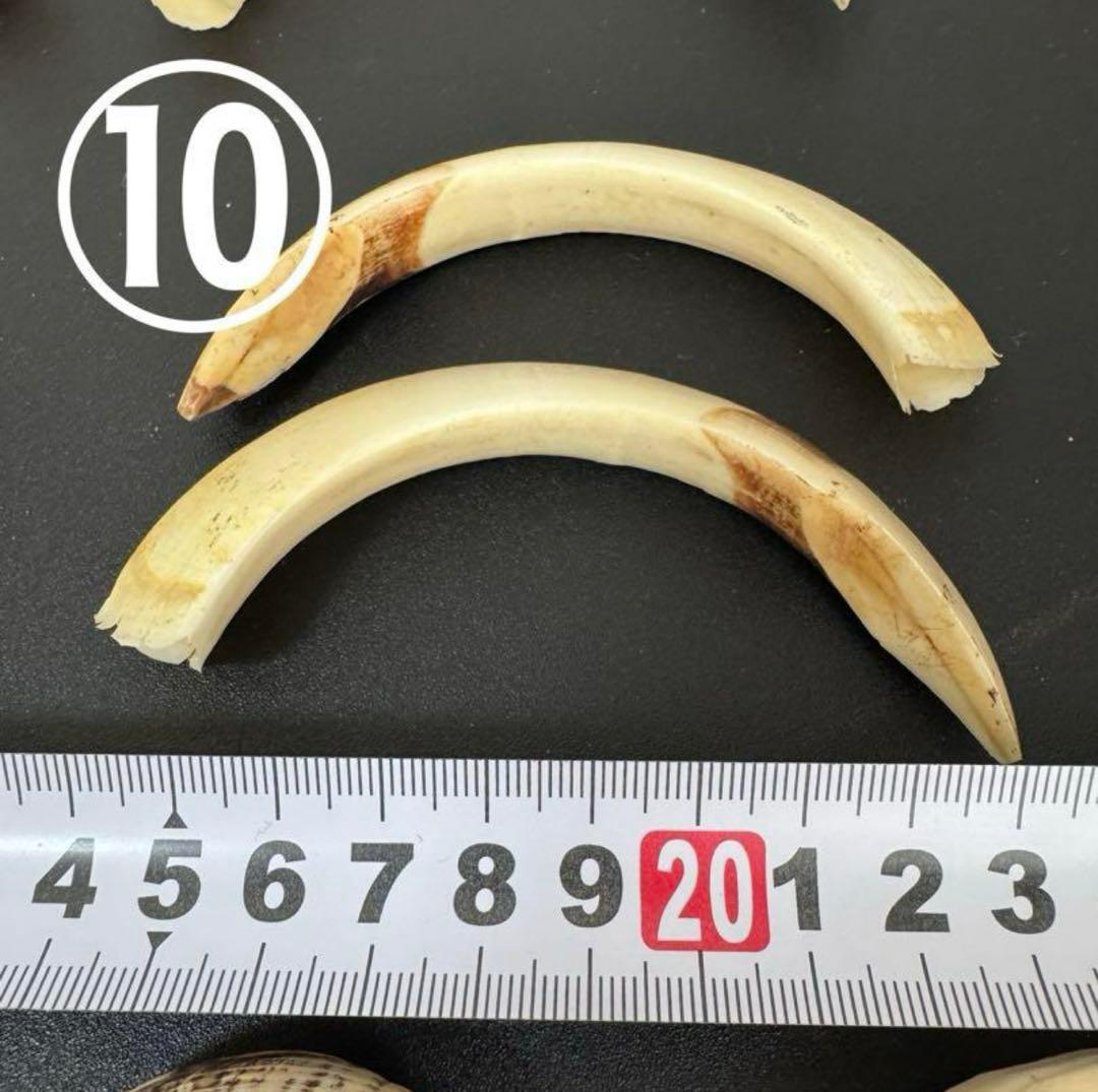 Rei様 イノシシの牙　大2本セット　✖️11 無加工　ハンドメイド