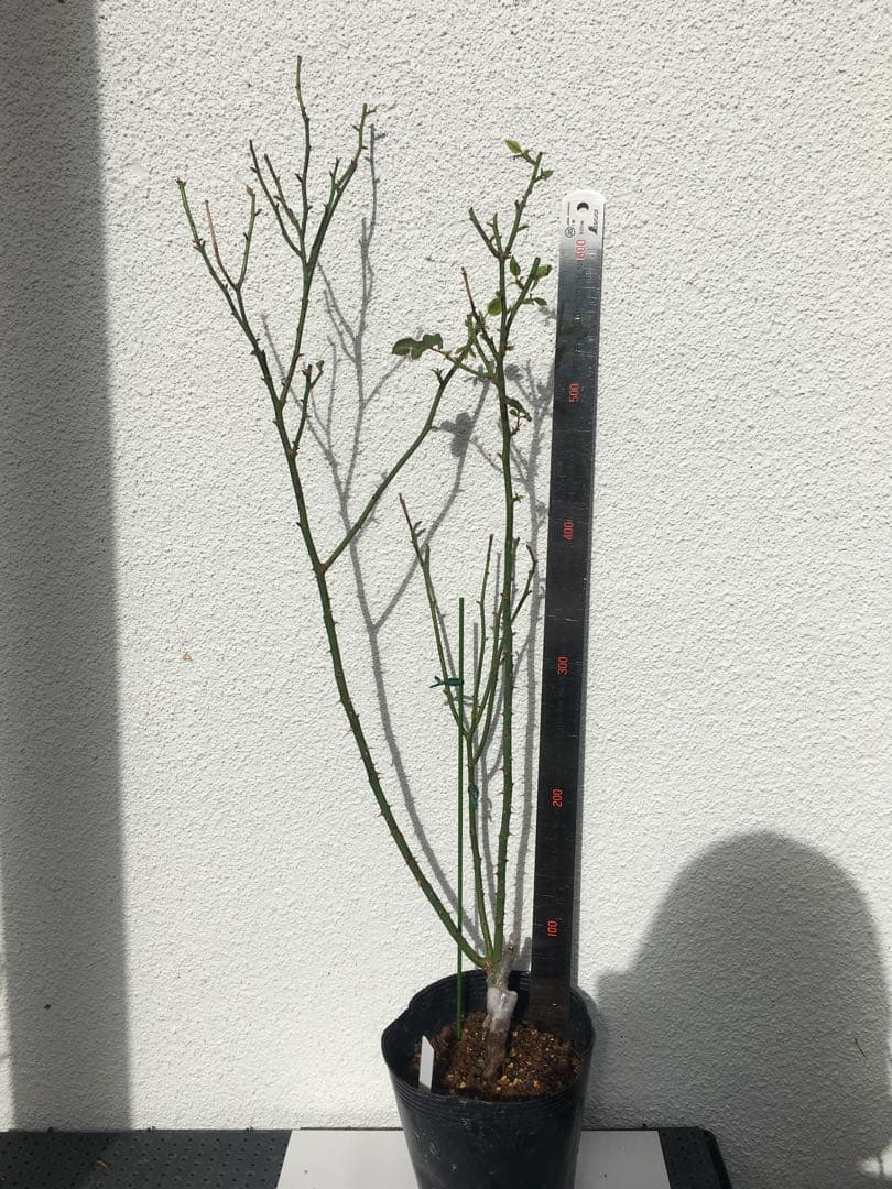 バラ苗　海外切り花品種　接木