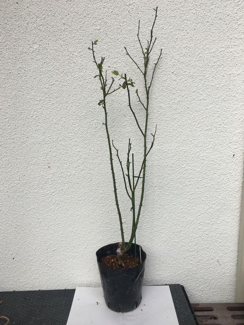 バラ苗　海外切り花品種　接木