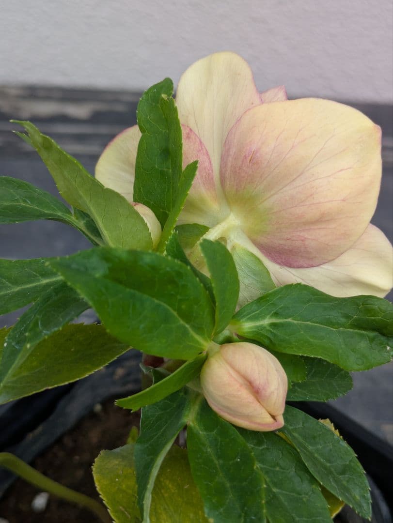 【野田園芸】クリスマスローズ　アプリコットゴールドグラデーションdd