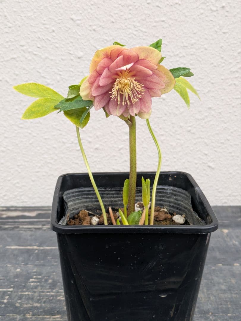 【野田園芸】クリスマスローズ　アプリコットゴールドグラデーションdd