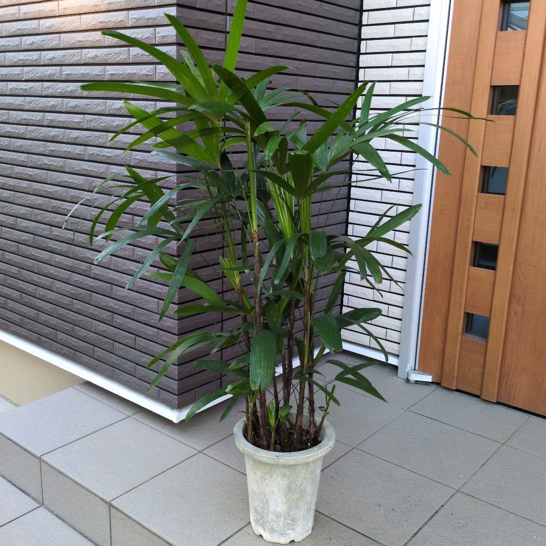 観葉植物 観音竹 カンノンチク ８号鉢　開運招福　縁起