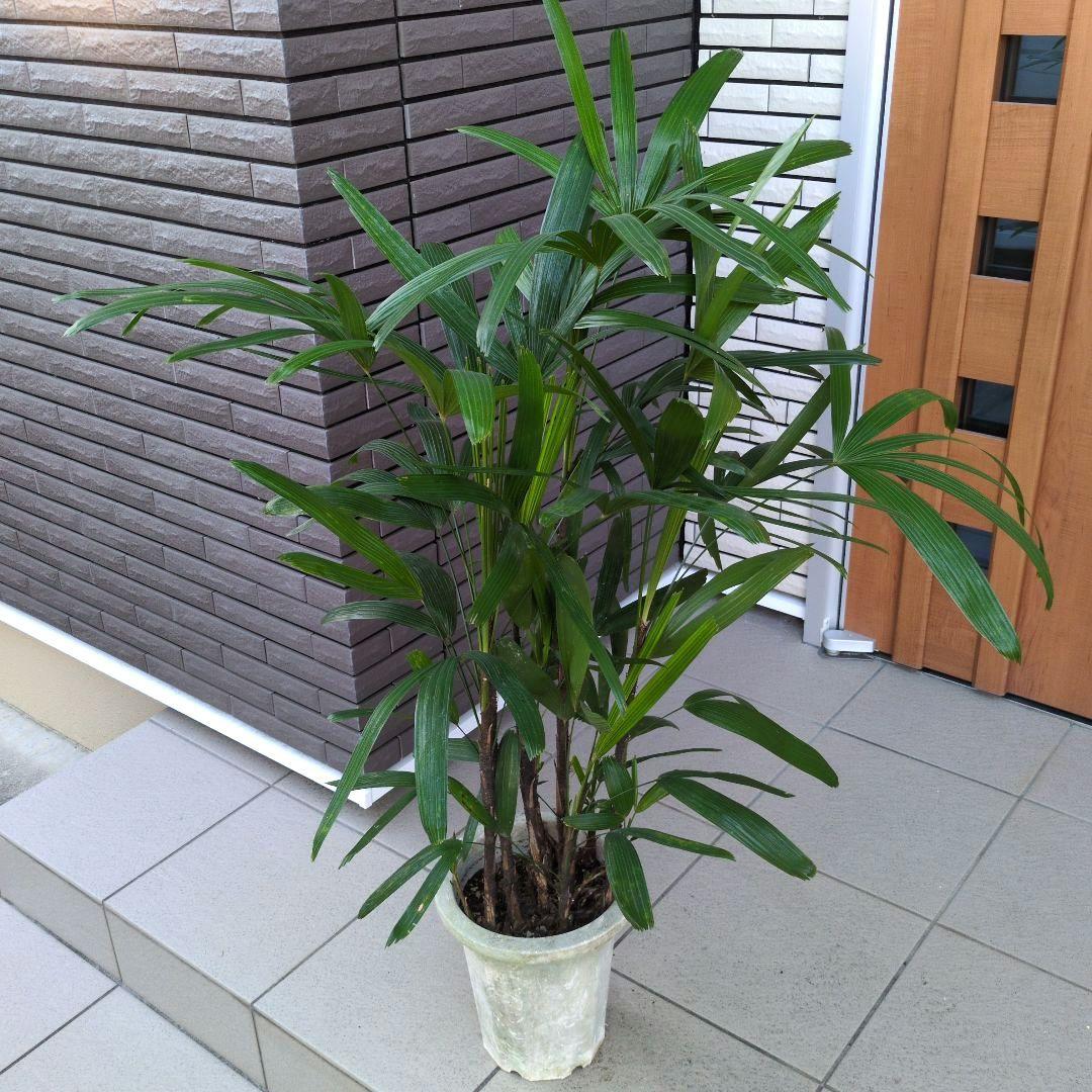 観葉植物 観音竹 カンノンチク ８号鉢　開運招福　縁起