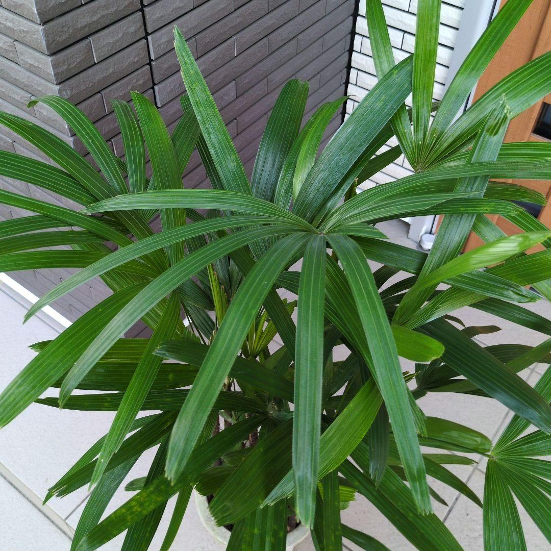 観葉植物 観音竹 カンノンチク ８号鉢　開運招福　縁起