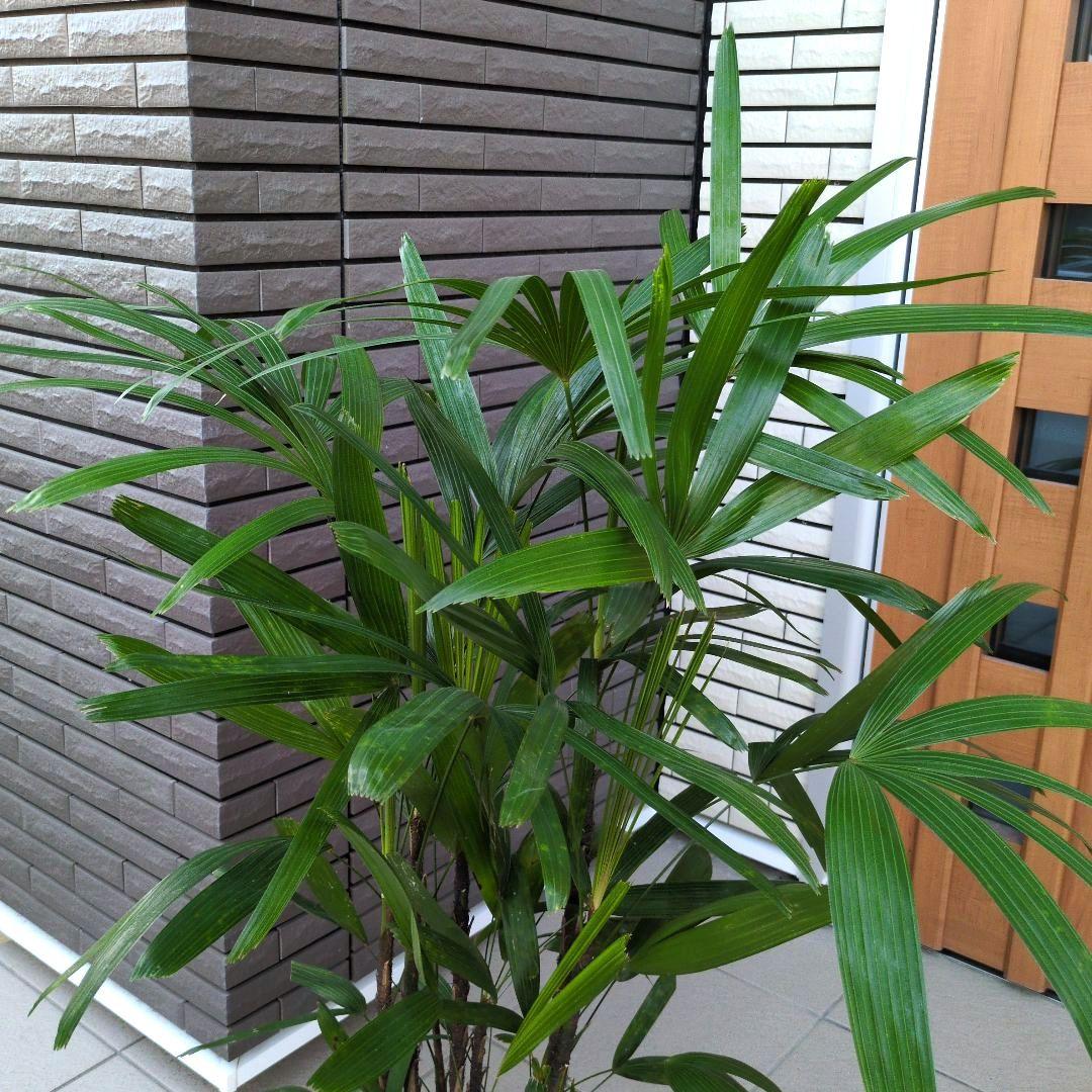 観葉植物 観音竹 カンノンチク ８号鉢　開運招福　縁起