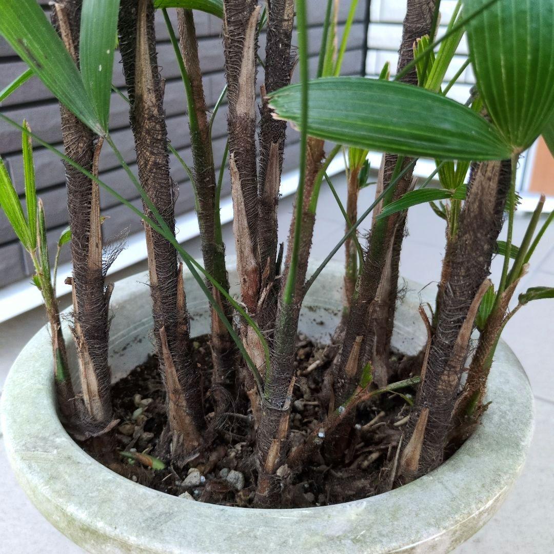 観葉植物 観音竹 カンノンチク ８号鉢　開運招福　縁起