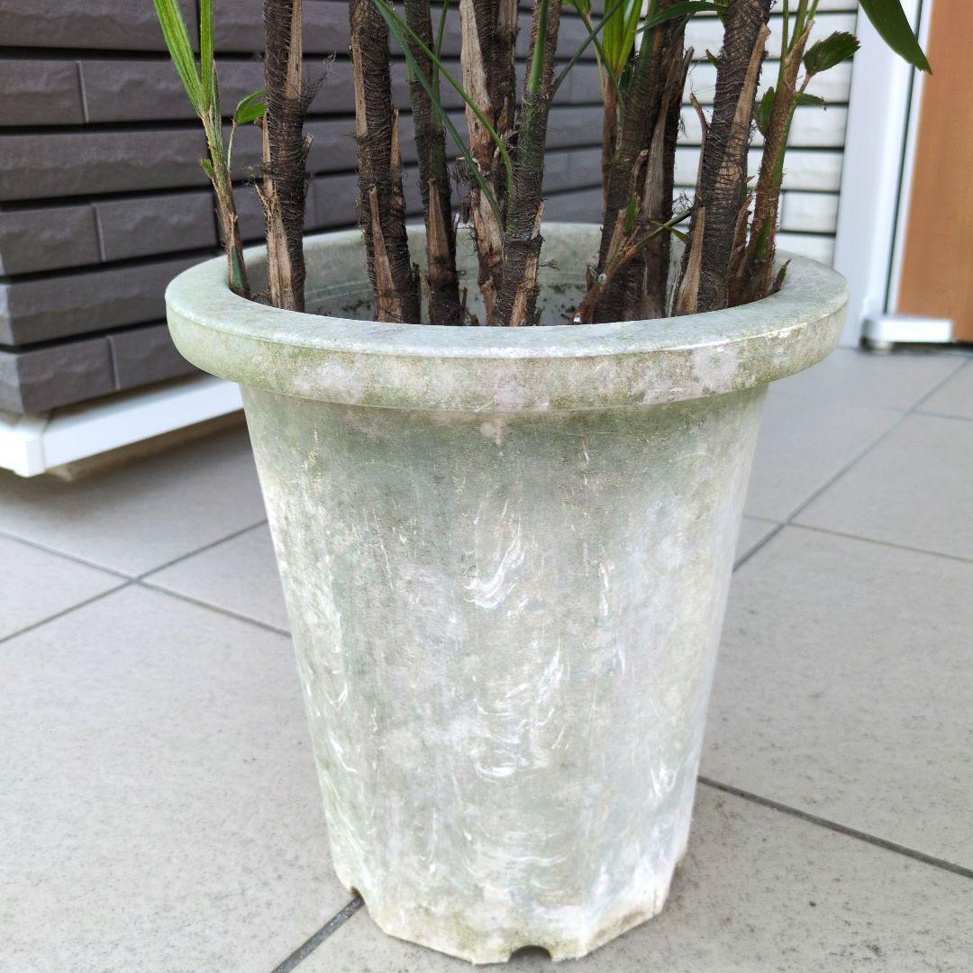 観葉植物 観音竹 カンノンチク ８号鉢　開運招福　縁起