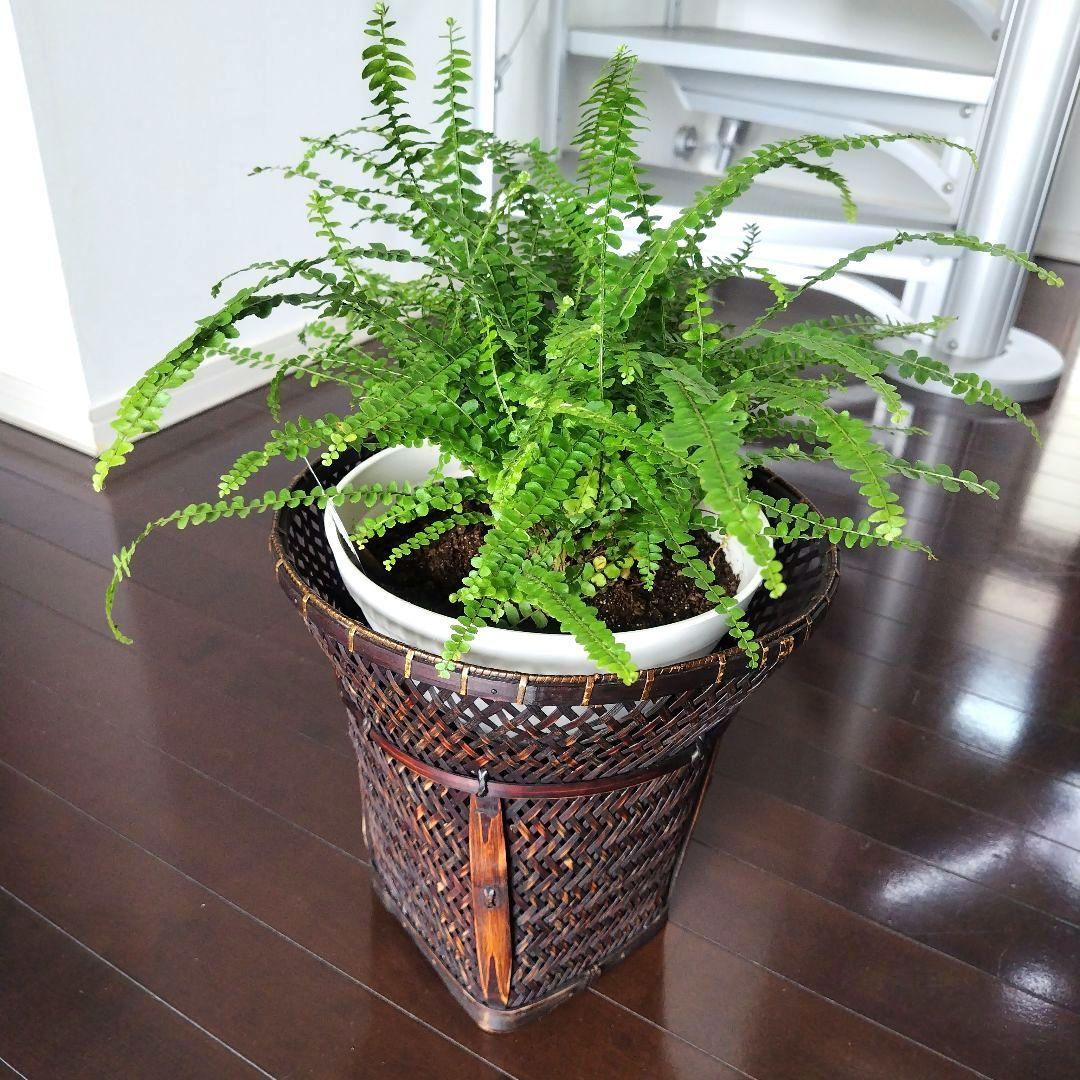 【ラタン竹製】美品！観葉植物 お花 鉢カバー 透かし編みバスケット レトロ当時物