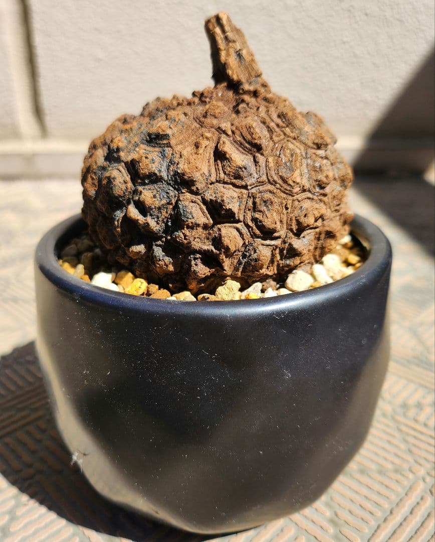 ステファニア スベローサ 塊根植物 丸型ゴツゴツ美株 コーデックス